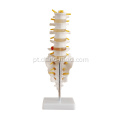 Vertebra Lumbar Médica de tamanho natural